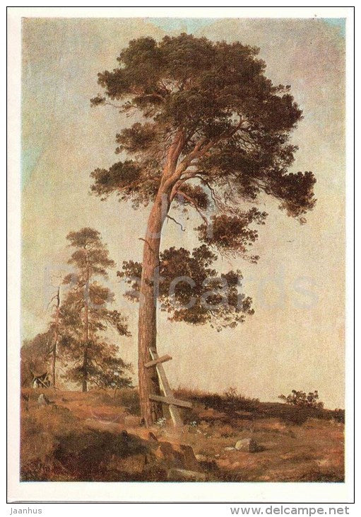 painting by I. Shishkin - Pine on Valaam , 1858 - russian art - unused - JH Postcards