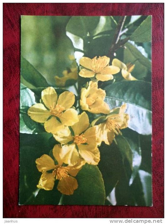 Yellow Apricot flowers - Vietnam - unused - JH Postcards
