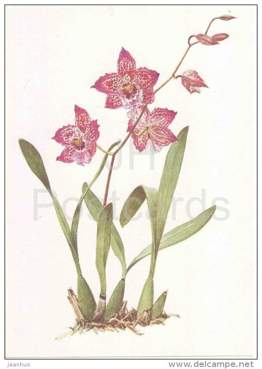 Vuylstekeara Yokara - orchid - wild flowers - 1988 - Russia USSR - unused - JH Postcards