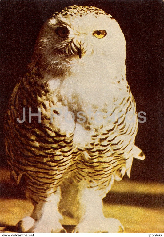 Snowy owl - Bubo scandiacus - birds - Riga Zoo - old postcard - Latvia USSR - unused - JH Postcards