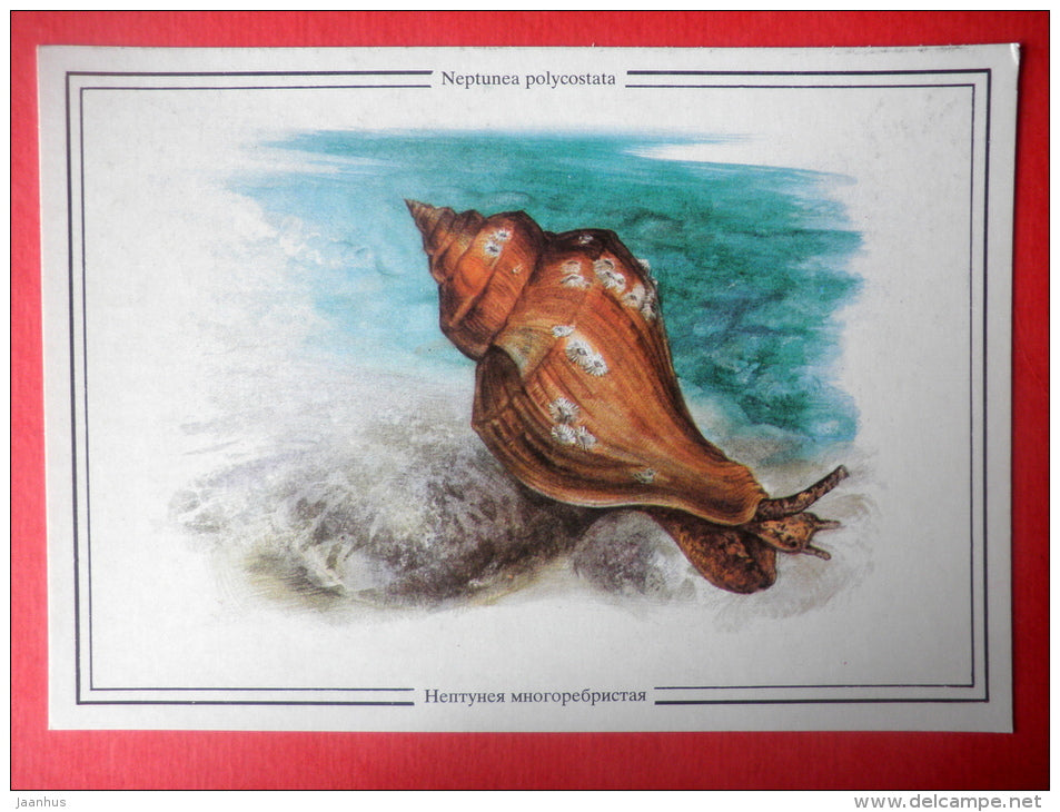 Albrecht's chiton , Neptunea polycostata - sea snail - mollusc - Sealife - 1989 - Russia USSR - unused - JH Postcards