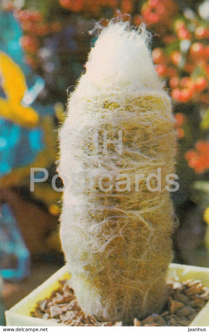 Peruvian old man cactus - Espostoa lanata - Cactus - flowers - 1974 - Russia USSR - unused - JH Postcards