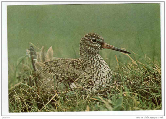 Common Redshank - Tringa totanus - birds - 1977 - Poland - unused - JH Postcards