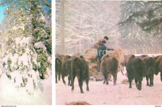 Belovezhskaya Pushcha National Park - a forest edge - Auroches fed in winter - 1981 - Berarus USSR - unused - JH Postcards