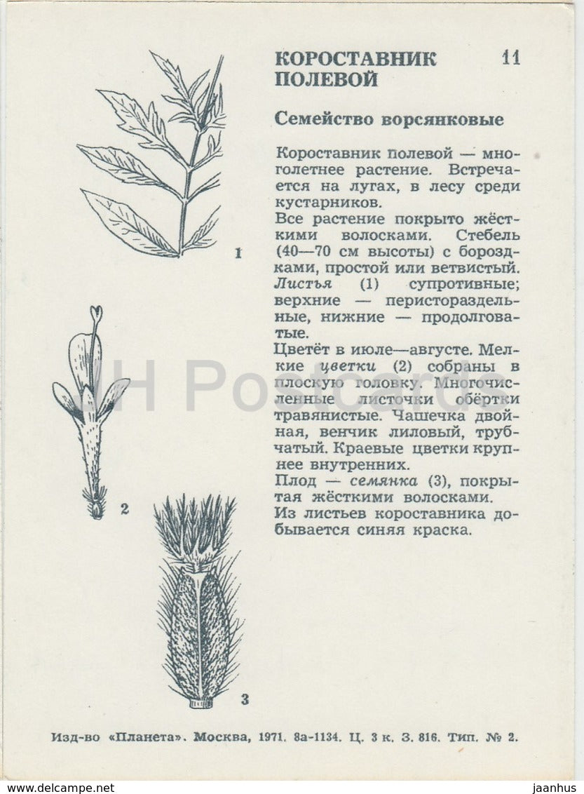 Acker-Witwenblume - Knautia arvensis - Wildblumen - 1971 - Russland UdSSR - unbenutzt