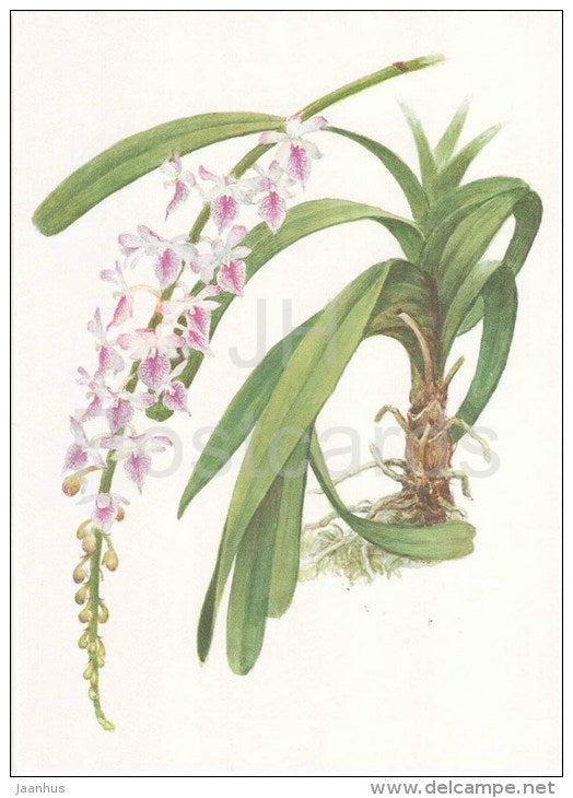 Aerides fieldingii Jennings - orchid - wild flowers - 1988 - Russia USSR - unused - JH Postcards
