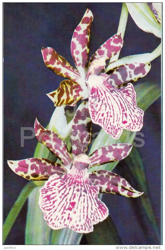 Zygopetalum mackayi - flowers - Orchid - Russia USSR - 1981 - unused - JH Postcards
