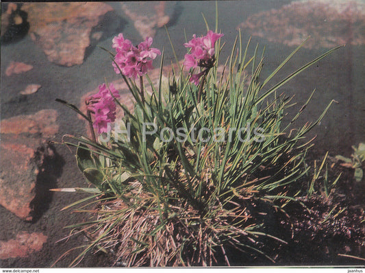 Flowers - plants - Bulgaria - unused - JH Postcards