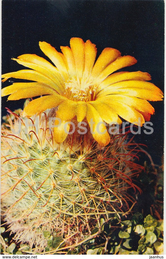 Parodia mutabilis - Cactus - Flowers - 1972 - Russia USSR - unused - JH Postcards