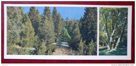 Sequoiadendron giganteum - giant sequoia - Zelkova carpinifolia Nikitsky Botanical Garden - 1982 - Ukraine USSR - unused - JH Postcards