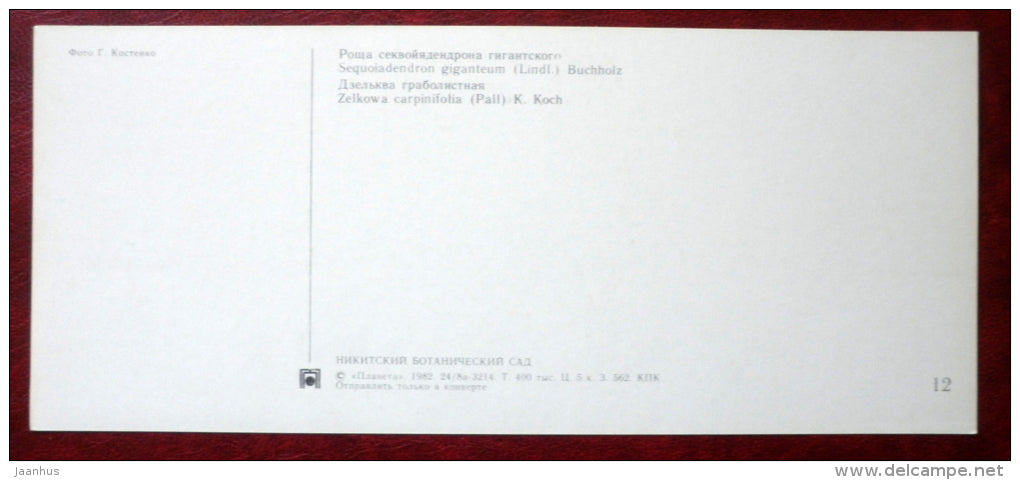 Sequoiadendron giganteum - giant sequoia - Zelkova carpinifolia Nikitsky Botanical Garden - 1982 - Ukraine USSR - unused - JH Postcards