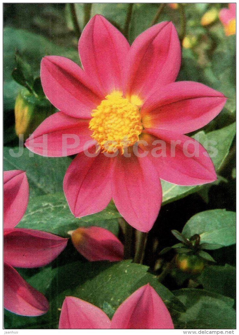 Semenac Dalie - dahlia - flowers - Slovakia - Czechoslovakia - unused - JH Postcards