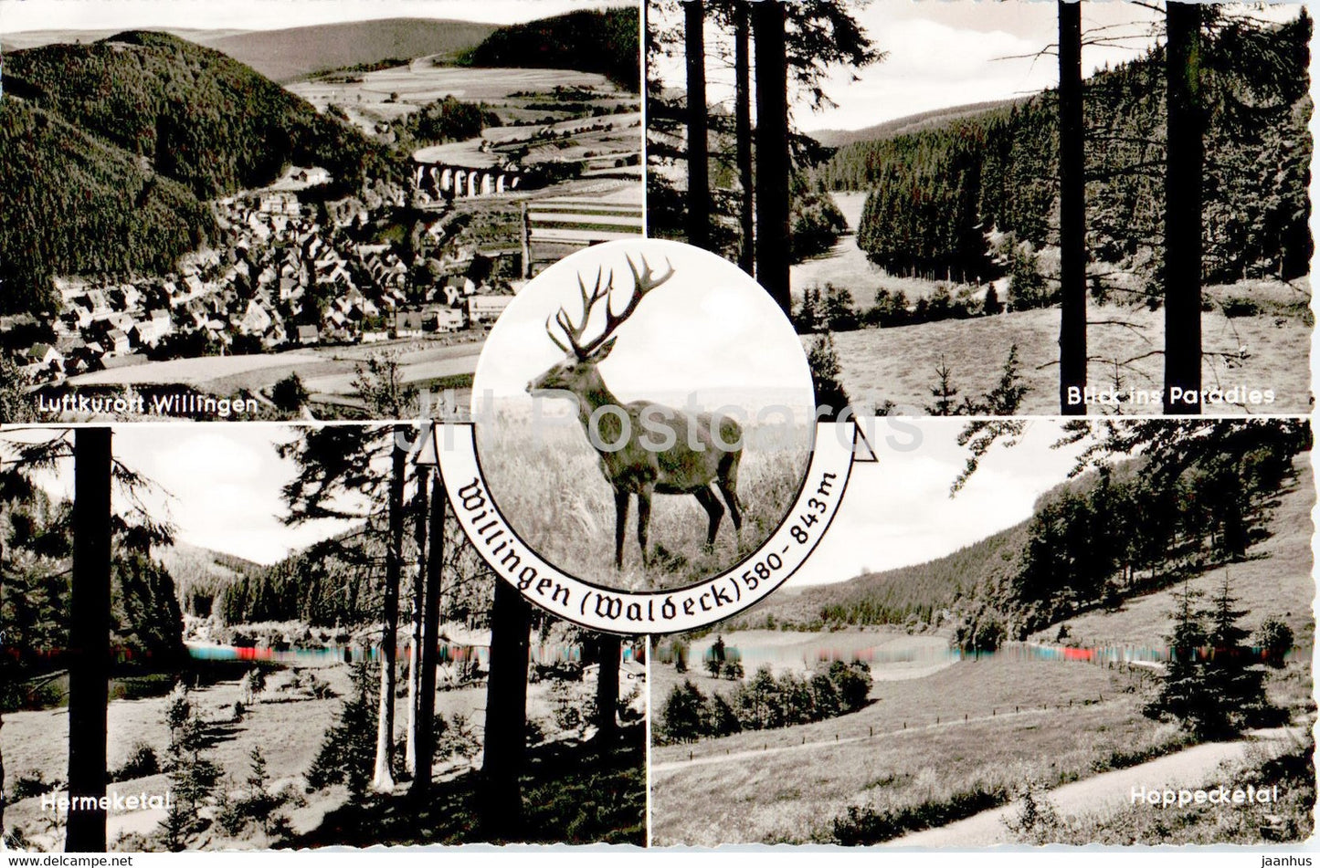Willingen - Waldeck - Hermeketal - Hoppecketal - animals - deer - old postcard - 1959 - Germany - used - JH Postcards