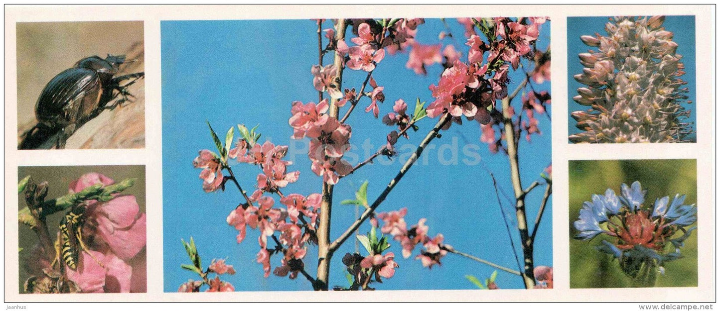scarabeus - wasp - Bukhara almonds - cornflower - spring - Chatkalsky National Park - 1976 - Uzbekistan USSR - unused - JH Postcards