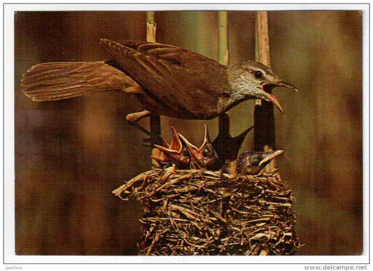 Great Reed Warbler - Acrocephalus arundinaceus - birds - 1977 - Poland - unused - JH Postcards