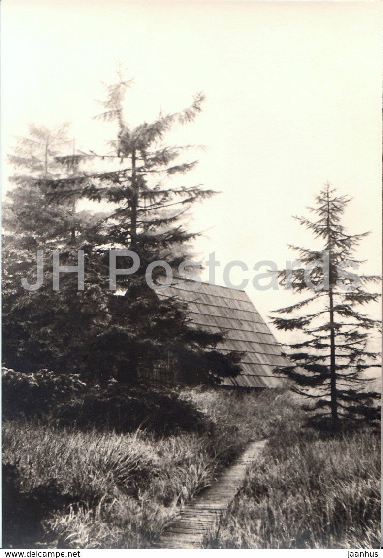 Naturschutzgebiet Georgenfelder Hochmoor - 3 - Germany DDR - unused - JH Postcards