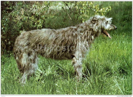 Scottish Deerhound - dog - Russia USSR - unused - JH Postcards