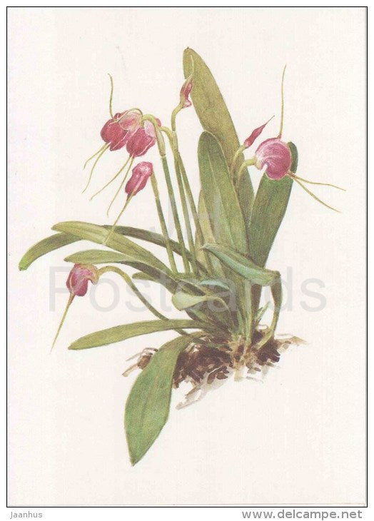 The Crooked Masdevallia - Masdevallia infracta - orchid - wild flowers - 1988 - Russia USSR - unused - JH Postcards