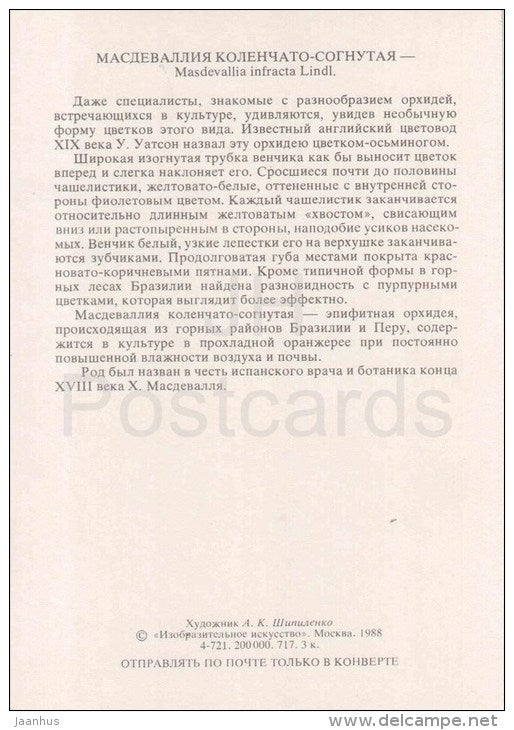 The Crooked Masdevallia - Masdevallia infracta - orchid - wild flowers - 1988 - Russia USSR - unused - JH Postcards