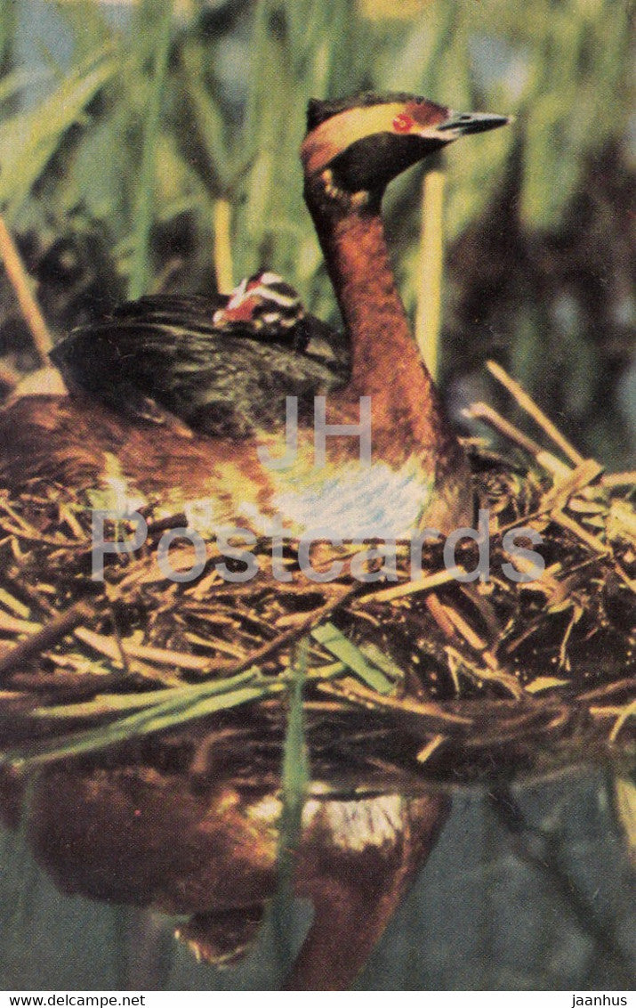 Horned grebe - Podiceps auritus - birds - 1968 - Russia USSR - unused - JH Postcards