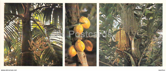 Nikau Palm - Cacao Tree - Caryota - Siberian Botanical Garden - 1985 - Russia USSR - unused - JH Postcards