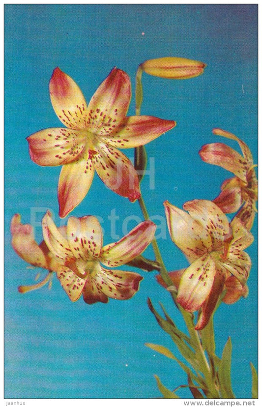 Corsage - flowers - Lily - Russia USSR - 1981 - unused - JH Postcards