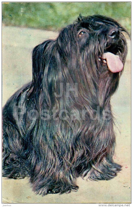 Skye Terrier - dog - 1969 - Russia USSR - unused - JH Postcards