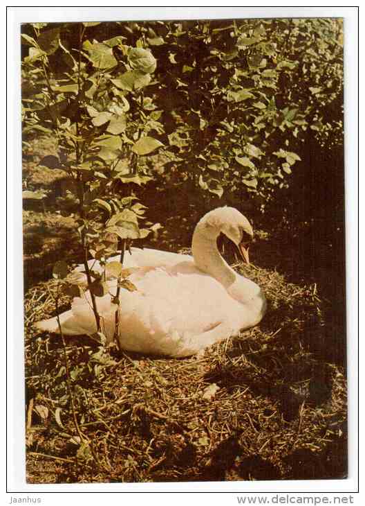 Mute Swan - Cygnus olor - birds - 1977 - Poland - unused - JH Postcards