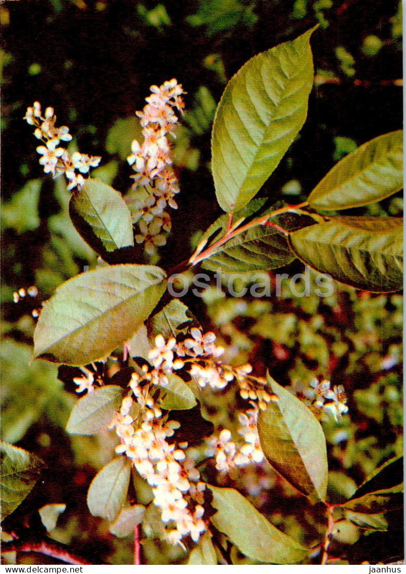 Padus racemosa - Bird cherry - Medicinal Plants - 1977 - Russia USSR - unused - JH Postcards