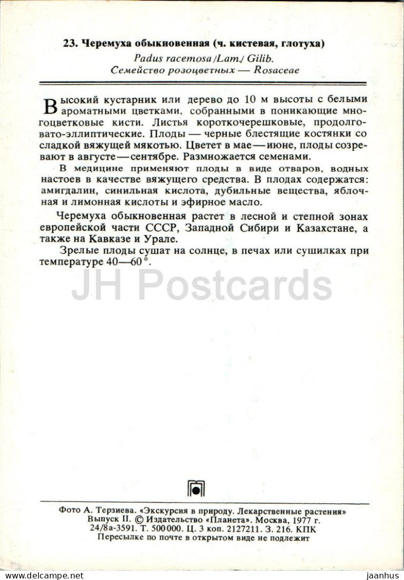 Padus racemosa - Cerisier des oiseaux - Plantes médicinales - 1977 - Russie URSS - inutilisé 