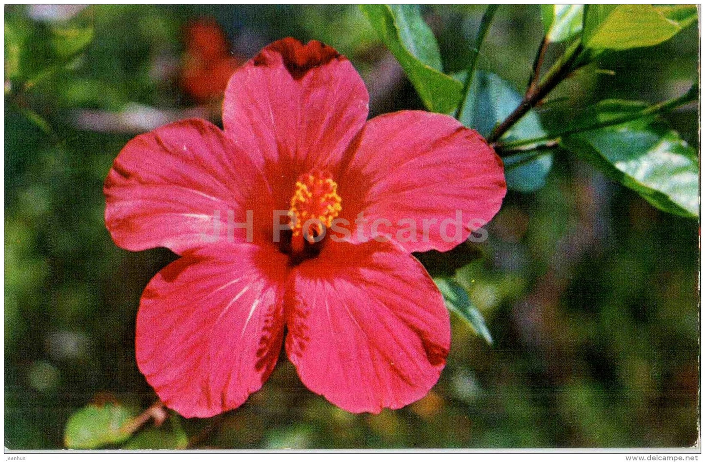 Shoeblackplant - Chinese Hibiscus - flowers - 1973 - Russia USSR - unused - JH Postcards
