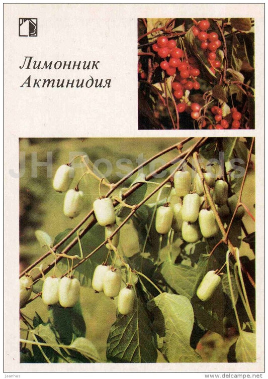 Five-flavor berry - Actinidia - fruit and berry crops - garden - 1986 - Russia USSR - unused - JH Postcards