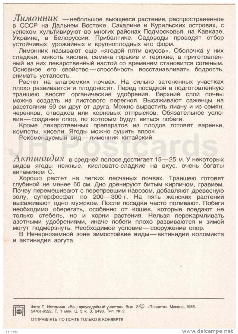 Five-flavor berry - Actinidia - fruit and berry crops - garden - 1986 - Russia USSR - unused - JH Postcards