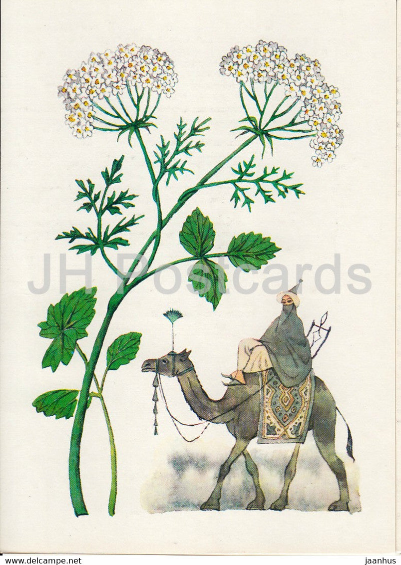 Anise - camel - Spice Plants - 1986 - Russia USSR - unused - JH Postcards