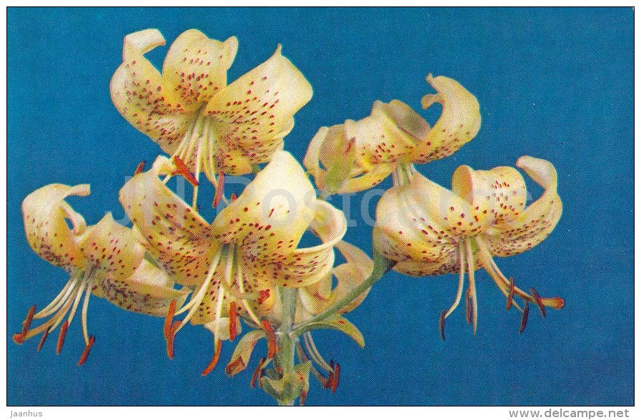 Panamint - flowers - Lily - Russia USSR - 1981 - unused - JH Postcards