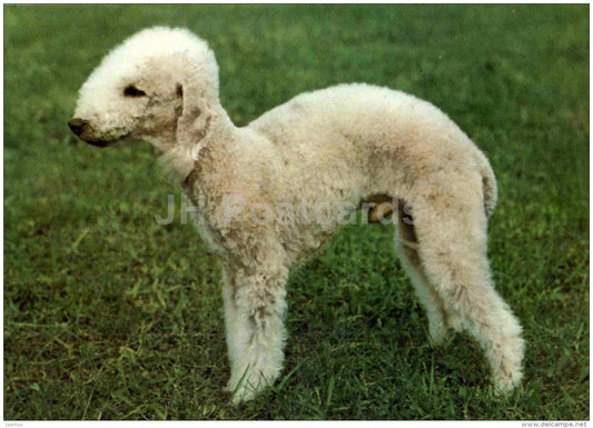 Bedlington Terrier - dog - Russia USSR - unused - JH Postcards