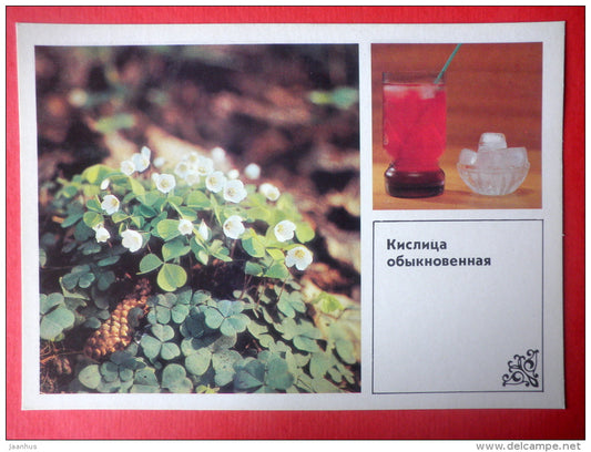 Wood Sorrel , Oxalis acetosella - wood sorrel drink - Dishes of Wild Herbs - 1985 - Russia USSR - unused - JH Postcards