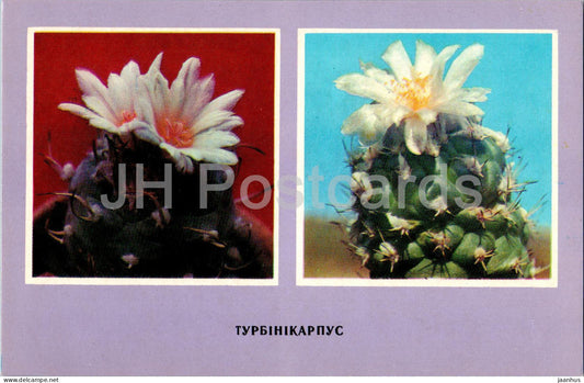 Turbinicarpus - cacti - cactus - flowers - 1977 - Ukraine USSR - unused - JH Postcards