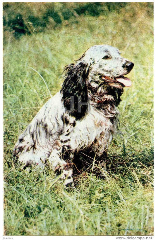 Spaniel - dog - 1969 - Russia USSR - unused - JH Postcards