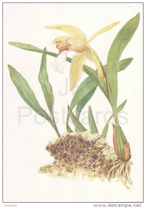 Lawrence´s Coelogyne - Coelogyne lawrenceana Rolfe - orchid - wild flowers - 1988 - Russia USSR - unused - JH Postcards