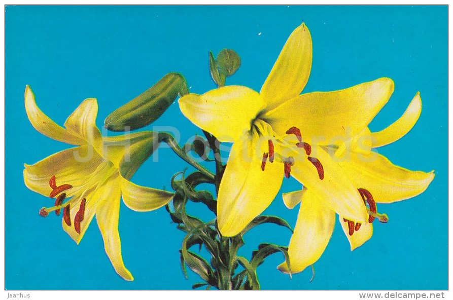 Honey Dew - flowers - Lily - Russia USSR - 1981 - unused - JH Postcards