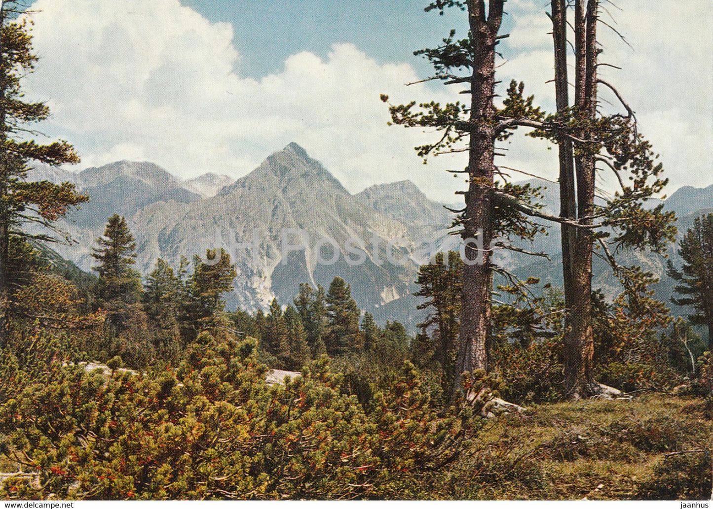 Nationalpark - Im Wildreichen Val Minger - Switzerland - unused - JH Postcards