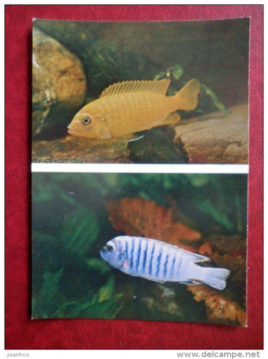 Pseudotropheus spec M12- aquarium fishes - 1982 - Russia USSR - unused - JH Postcards