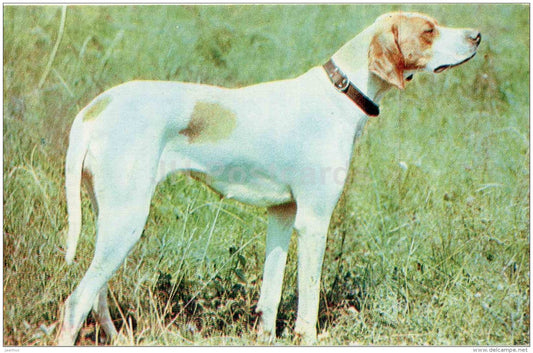 Pointer - dog - 1969 - Russia USSR - unused - JH Postcards