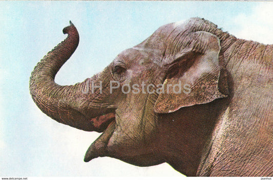 Asian elephant - Elephas maximus - Moscow Zoo - animals - 1973 - Mexico - unused - JH Postcards