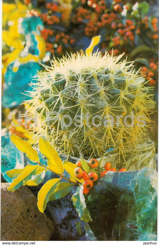 Golden barrel cactus - Echinocactus grusonii - cactus - flowers - 1974 - Russia USSR - unused - JH Postcards