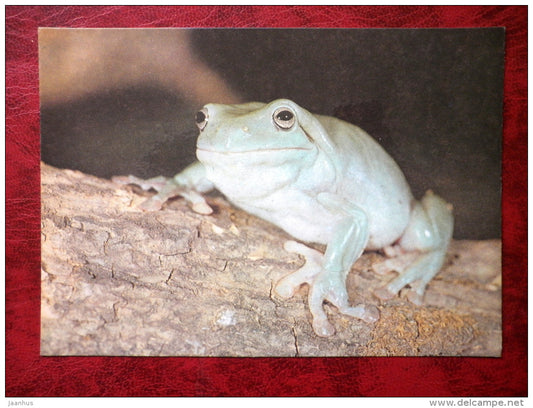 Australian green tree frog - Litoria caerulea - animals - Tallinn Zoo - 1989 - Estonia - USSR - unused - JH Postcards
