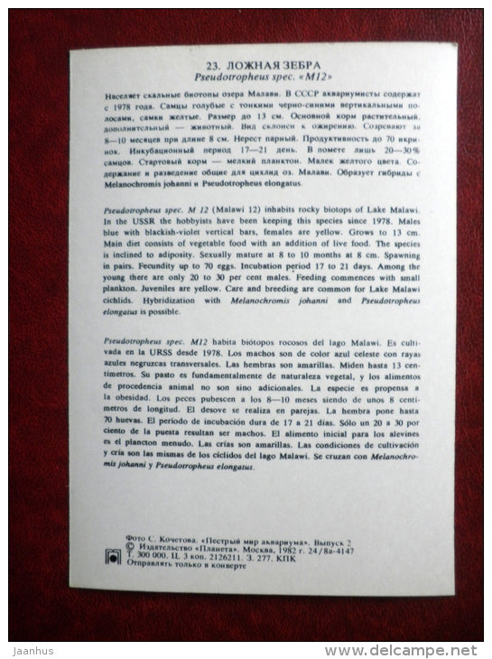 Pseudotropheus spec M12- aquarium fishes - 1982 - Russia USSR - unused - JH Postcards