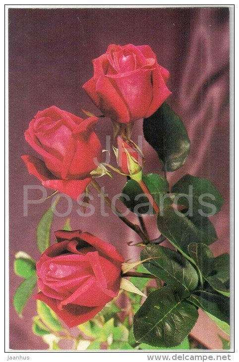 Greeting Card - Red Roses - flowers - 1977 - Russia USSR - unused - JH Postcards