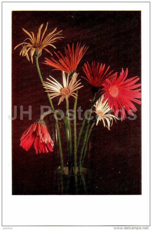 gerberas in the vase - flowers - Russia USSR - unused - JH Postcards